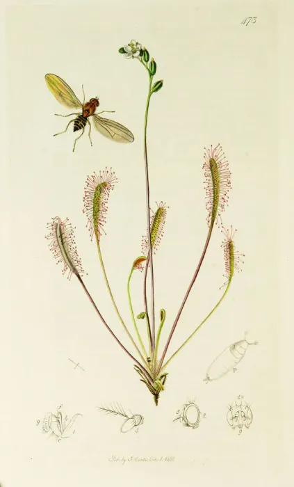 Framed Print : Curtis British Entomology Plate 473 Framed Print : Curtis British Entomology Plate 473