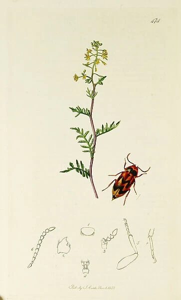 Curtis British Entomology Plate 474