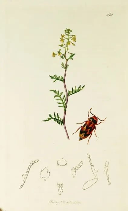 Framed Print : Curtis British Entomology Plate 474 Framed Print : Curtis British Entomology Plate 474