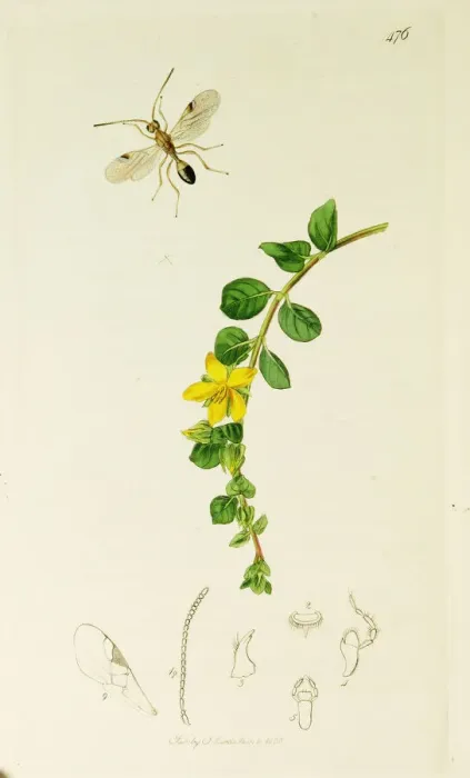 Framed Print : Curtis British Entomology Plate 476 Framed Print : Curtis British Entomology Plate 476