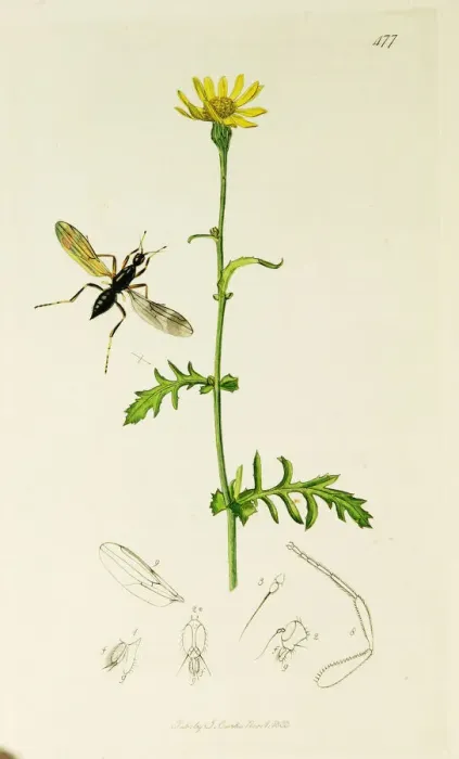 Framed Print : Curtis British Entomology Plate 477 Framed Print : Curtis British Entomology Plate 477