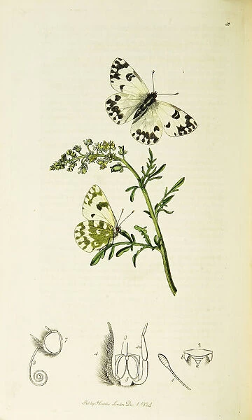 Curtis British Entomology Plate 48