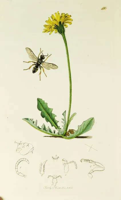 Framed Print : Curtis British Entomology Plate 480 Framed Print : Curtis British Entomology Plate 480