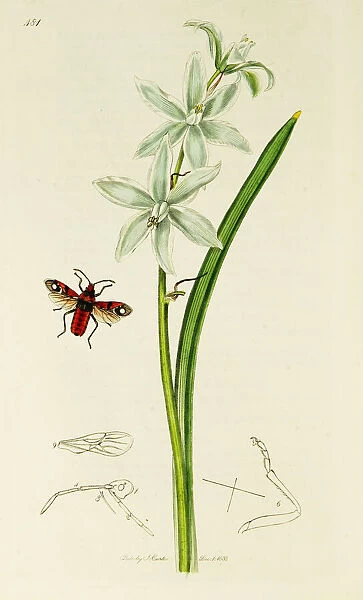 Curtis British Entomology Plate 481
