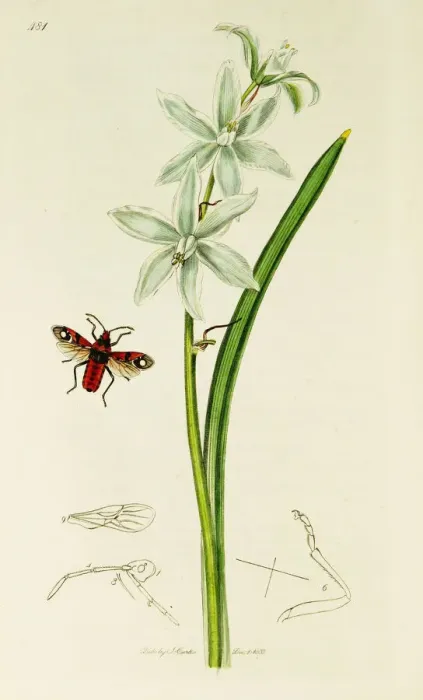 Framed Print : Curtis British Entomology Plate 481 Framed Print : Curtis British Entomology Plate 481