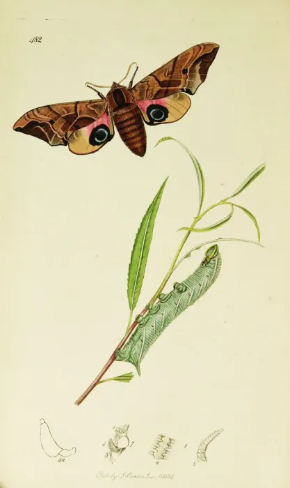 Framed Print : Curtis British Entomology Plate 482 Framed Print : Curtis British Entomology Plate 482