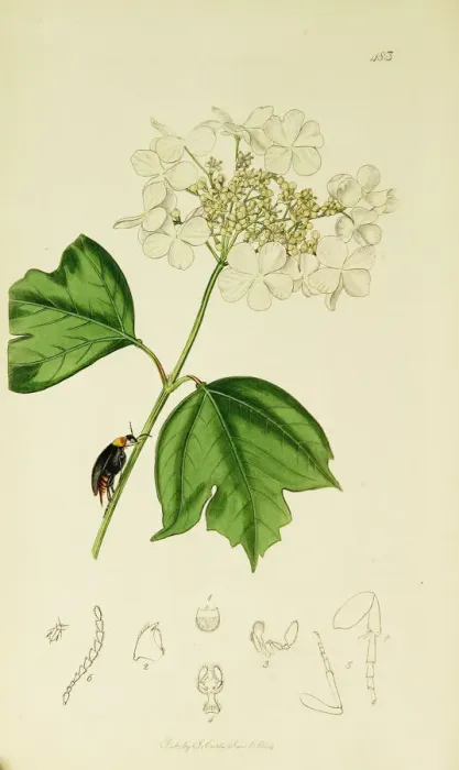 Framed Print : Curtis British Entomology Plate 483 Framed Print : Curtis British Entomology Plate 483