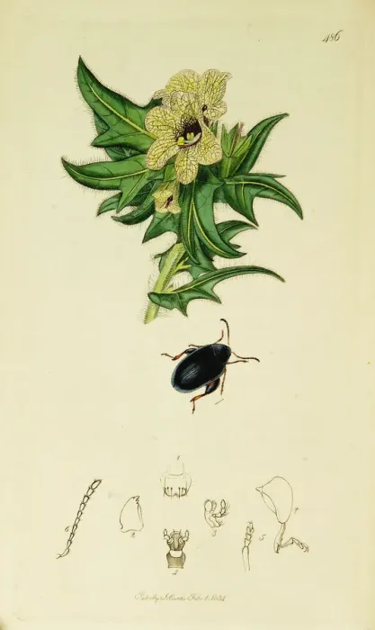 Framed Print : Curtis British Entomology Plate 486 Framed Print : Curtis British Entomology Plate 486