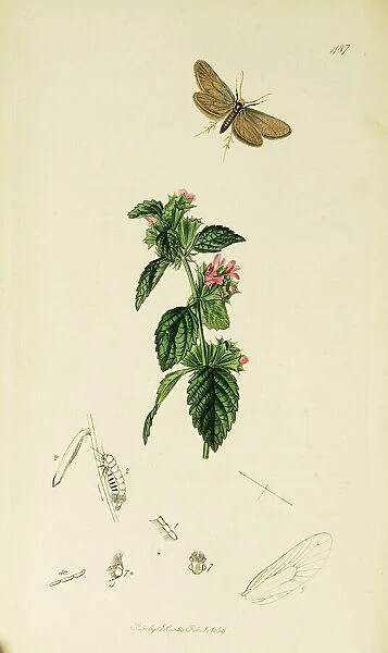 Curtis British Entomology Plate 487
