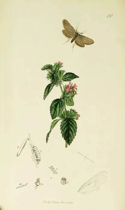 Framed Print : Curtis British Entomology Plate 487 Framed Print : Curtis British Entomology Plate 487