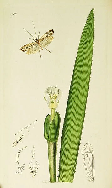 Curtis British Entomology Plate 488
