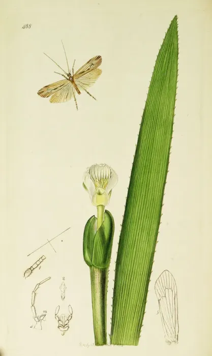 Framed Print : Curtis British Entomology Plate 488 Framed Print : Curtis British Entomology Plate 488