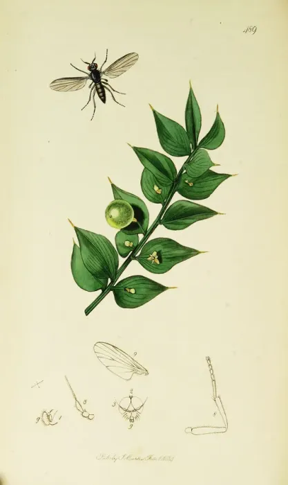 Framed Print : Curtis British Entomology Plate 489 Framed Print : Curtis British Entomology Plate 489
