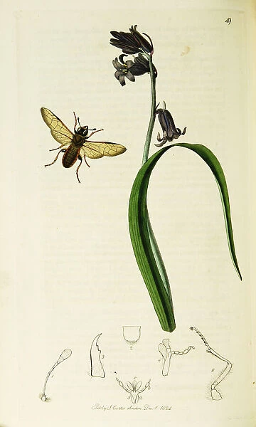 Curtis British Entomology Plate 49