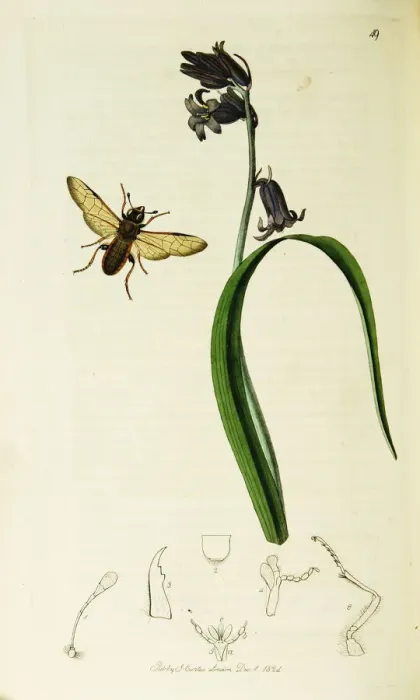 Framed Print : Curtis British Entomology Plate 49 Framed Print : Curtis British Entomology Plate 49