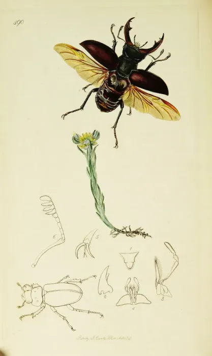 Framed Print : Curtis British Entomology Plate 490 Framed Print : Curtis British Entomology Plate 490