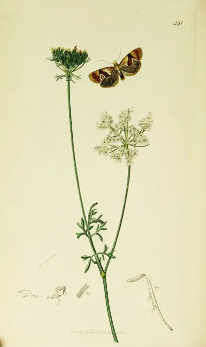 Framed Print : Curtis British Entomology Plate 491 Framed Print : Curtis British Entomology Plate 491
