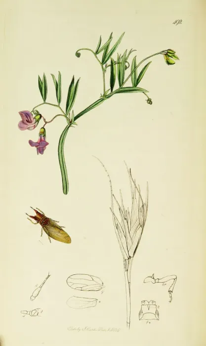 Framed Print : Curtis British Entomology Plate 492 Framed Print : Curtis British Entomology Plate 492