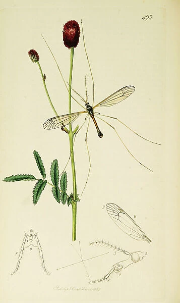 Curtis British Entomology Plate 493