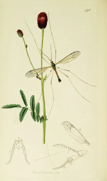Framed Print : Curtis British Entomology Plate 493 Framed Print : Curtis British Entomology Plate 493