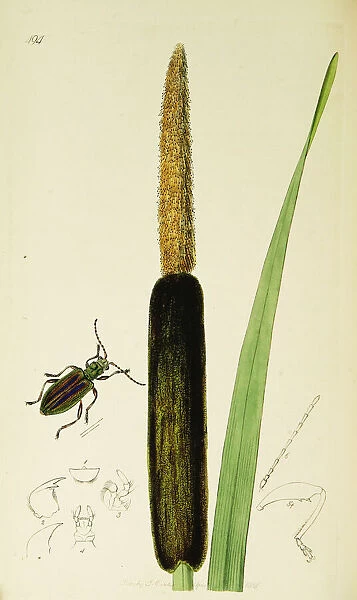 Curtis British Entomology Plate 494
