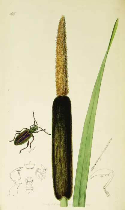 Framed Print : Curtis British Entomology Plate 494 Framed Print : Curtis British Entomology Plate 494