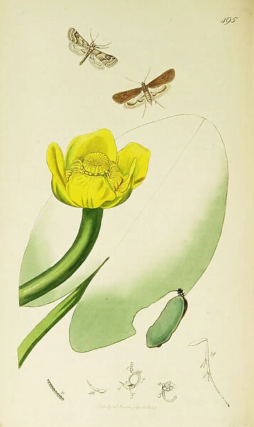Curtis British Entomology Plate 495