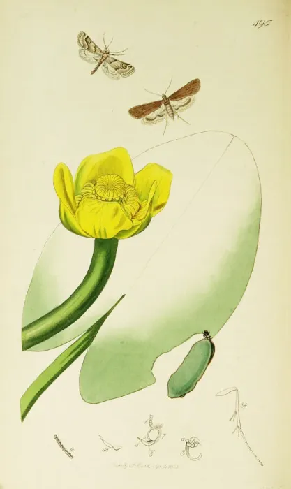 Framed Print : Curtis British Entomology Plate 495 Framed Print : Curtis British Entomology Plate 495
