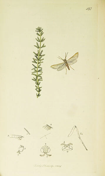Curtis British Entomology Plate 497