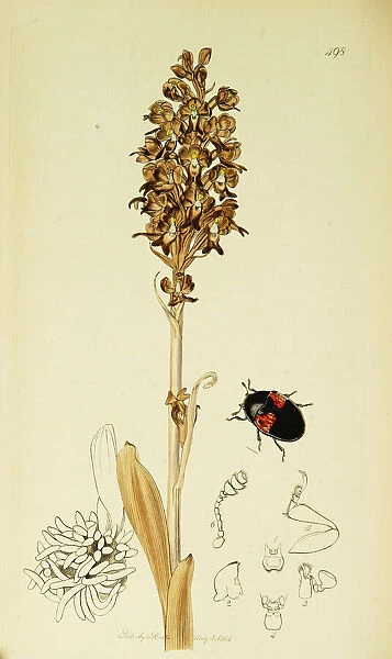 Curtis British Entomology Plate 498
