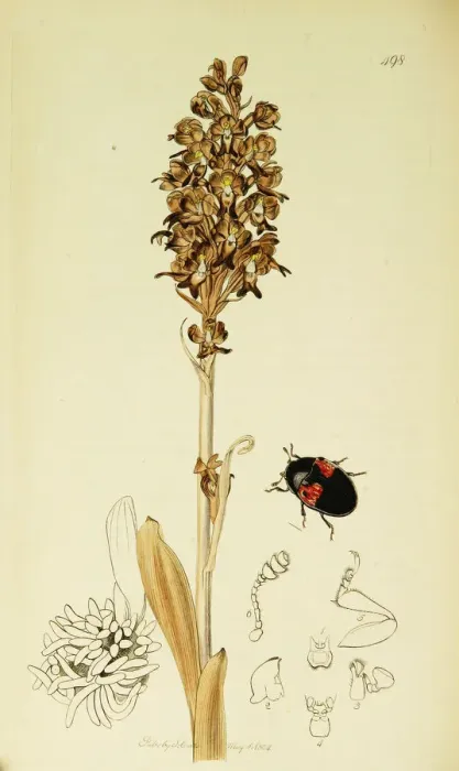 Framed Print : Curtis British Entomology Plate 498 Framed Print : Curtis British Entomology Plate 498