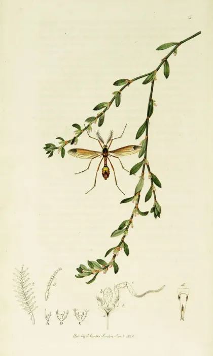 Framed Print : Curtis British Entomology Plate 5 Framed Print : Curtis British Entomology Plate 5