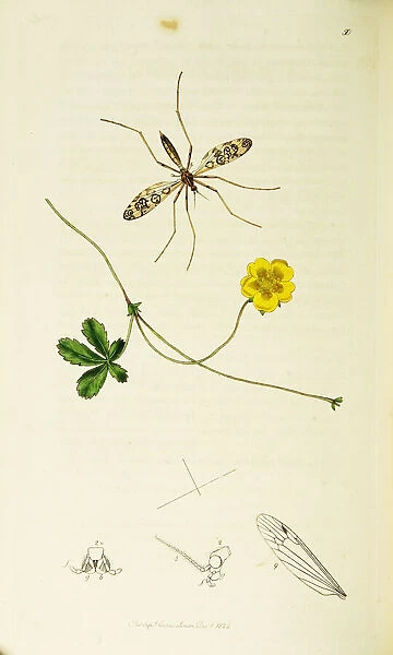 Curtis British Entomology Plate 50