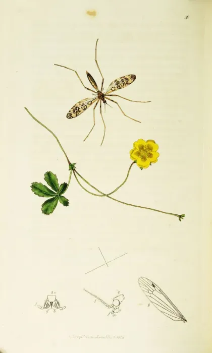 Framed Print : Curtis British Entomology Plate 50 Framed Print : Curtis British Entomology Plate 50