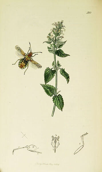 Curtis British Entomology Plate 500