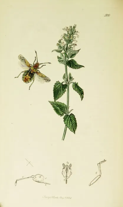 Framed Print : Curtis British Entomology Plate 500 Framed Print : Curtis British Entomology Plate 500