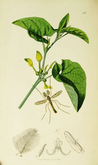 Framed Print : Curtis British Entomology Plate 501 Framed Print : Curtis British Entomology Plate 501