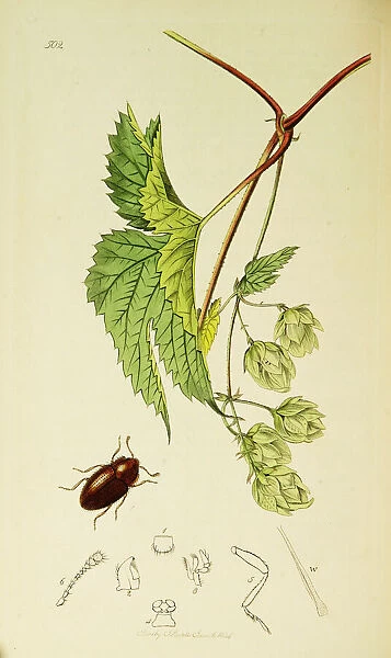Curtis British Entomology Plate 502