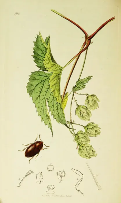 Framed Print : Curtis British Entomology Plate 502 Framed Print : Curtis British Entomology Plate 502