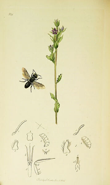 Curtis British Entomology Plate 504