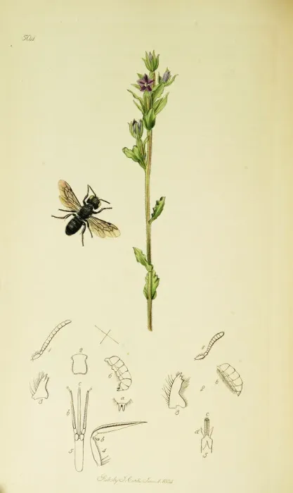 Framed Print : Curtis British Entomology Plate 504 Framed Print : Curtis British Entomology Plate 504