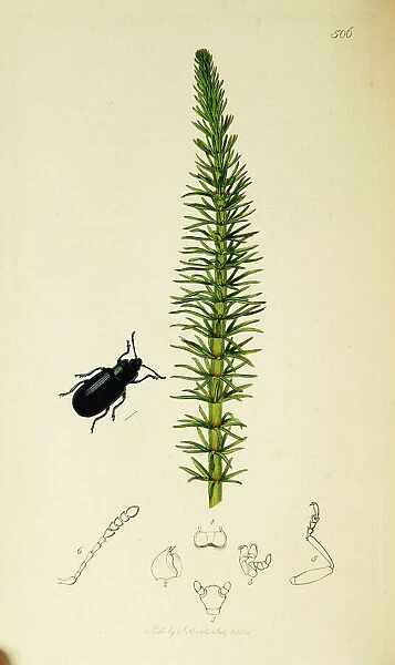 Curtis British Entomology Plate 506