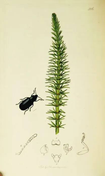 Framed Print : Curtis British Entomology Plate 506