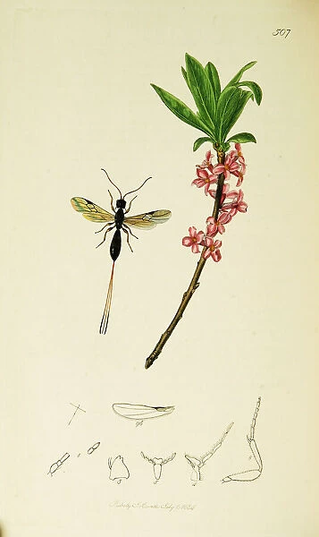 Curtis British Entomology Plate 507