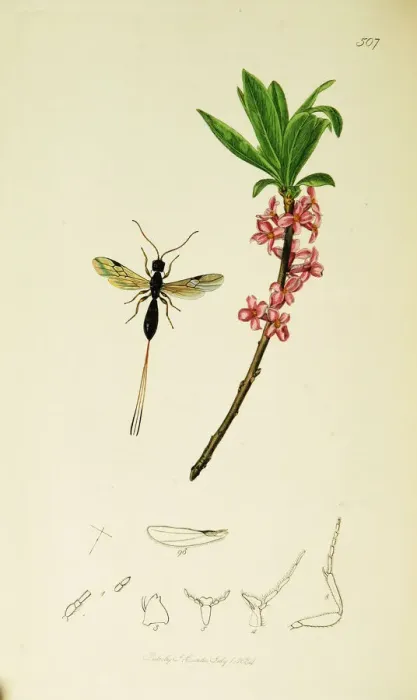 Framed Print : Curtis British Entomology Plate 507 Framed Print : Curtis British Entomology Plate 507