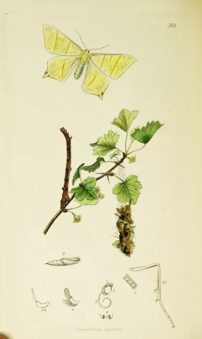 Framed Print : Curtis British Entomology Plate 508 Framed Print : Curtis British Entomology Plate 508