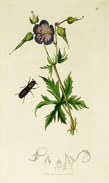 Curtis British Entomology Plate 51