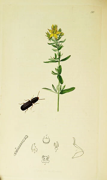 Curtis British Entomology Plate 510