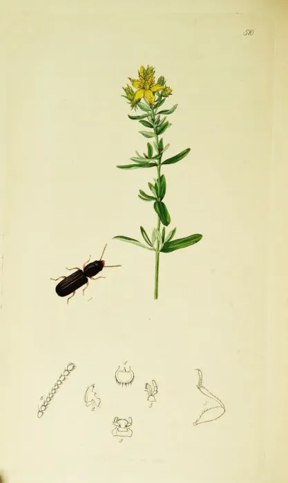 Framed Print : Curtis British Entomology Plate 510 Framed Print : Curtis British Entomology Plate 510