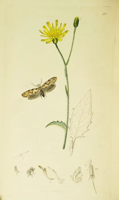 Framed Print : Curtis British Entomology Plate 511 Framed Print : Curtis British Entomology Plate 511